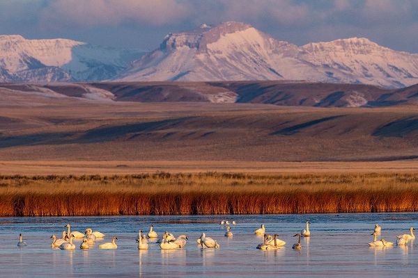 Haney, Chuck 아티스트의 Tundra Swans with Ear Mountain in background during spring migration at Freezeout Lake Wildlife Man작품입니다.